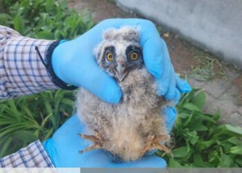Garda de Mediu Suceava cotcodăcește mîndră: a salvat un pui de bufniță!