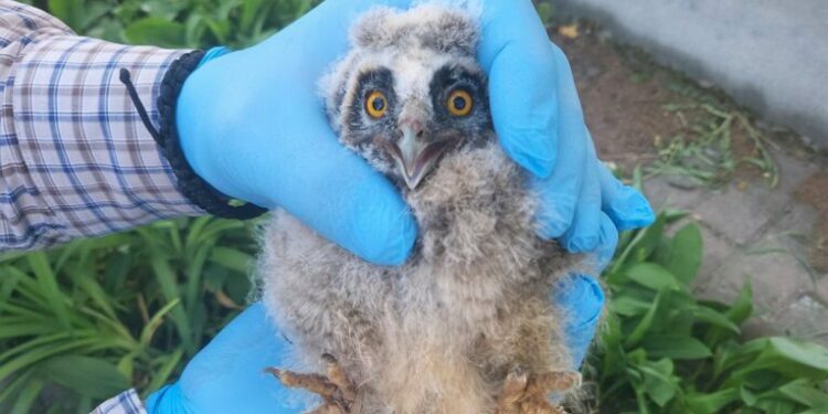 Garda de Mediu Suceava cotcodăcește mîndră: a salvat un pui de bufniță!