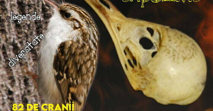 Expoziții de cranii de păsări, la Muzeul de Științele Naturii