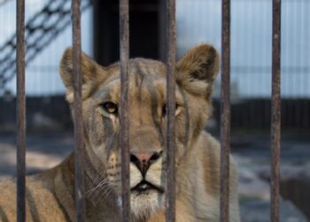 Doi lei au plecat din Parcul Zoo Rădăuți, dar au fost prinși la scurt timp. Forțele de ordine au izolat zona, iar leii au fost tranchilizați de un medic veterinar