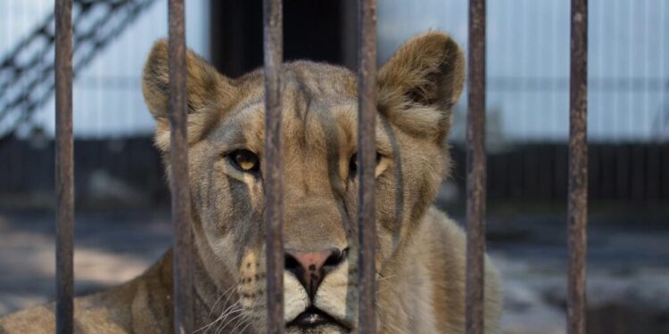 Doi lei au plecat din Parcul Zoo Rădăuți, dar au fost prinși la scurt timp. Forțele de ordine au izolat zona, iar leii au fost tranchilizați de un medic veterinar