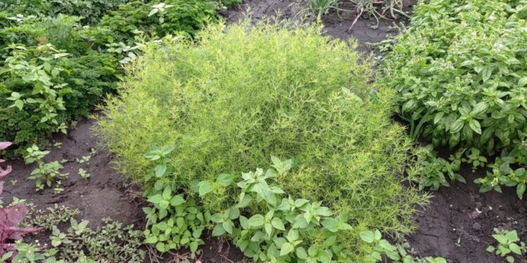 Legumicultor sucevean, laude pentru primarul Buzăului, pentru că a înființat o bancă de gene. De acolo ia semințe, inclusiv pentru o plantă din Iran bună pentru pancreas și pentru un soi de ardei preferat de Prințul Charles (Foto)