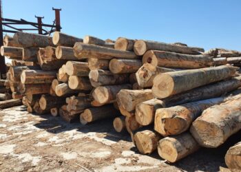 Patru ocoale silvice sucevene dispun de cîteva mii de metri cubi de lemn de foc pentru populație