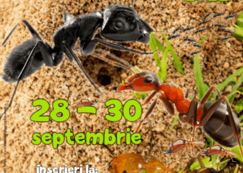 Lecție muzeală dedicată furnicilor, la Muzeul de Științele Naturii