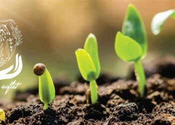 Semințe de plante aromatice, pomi fructiferi și flori, gratuite, pe 24 septembrie, la Direcția Agricolă Suceava