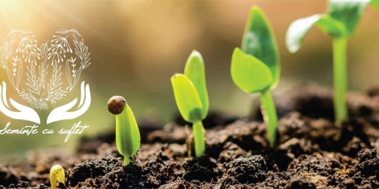 Semințe de plante aromatice, pomi fructiferi și flori, gratuite, pe 24 septembrie, la Direcția Agricolă Suceava