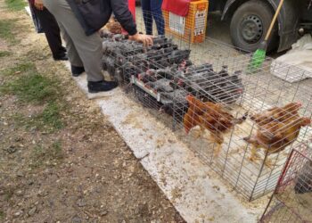 Tîrgul de la Verești, lipsă de respect față de oameni, lipsă de implicare a autorităților (Foto)