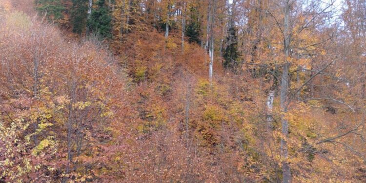 Zona de agrement Ariniș are tot ce-i trebuie, dar și ceva în plus: o plăcuță (Foto)