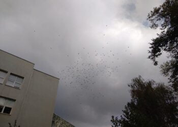 Fostul prefect Orest Onofrei: Ni se interzice să conviețium cu vacile din curte, fiindcă poluează. În schimb, sîntem obligați și sfătuiți să conviețuim cu cățeii, cu pisicile, cu ciorile și cu cormoranii