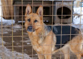 În 2022, 580 de cîini din adăpostul de la Suceava au fost adoptați în Germania