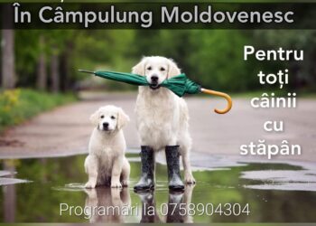 Cîmpulung Moldovenesc: Campanie de microcipare gratuită a cîinilor cu stăpîn