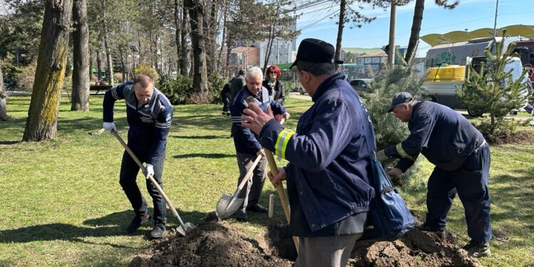 Municipiul Suceava: Pentru fiecare copac tăiat sînt plantați doi în loc