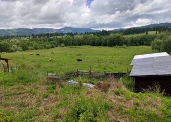 Scădere cu 40% a efectivelor de bovine în Suceava. Totuși, județul nostru rămîne județul cu cel mai mare efectiv de bovine din țară și se află pe locul I la producția de lapte