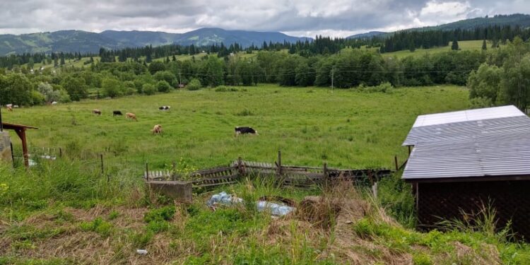 Scădere cu 40% a efectivelor de bovine în Suceava. Totuși, județul nostru rămîne județul cu cel mai mare efectiv de bovine din țară și se află pe locul I la producția de lapte
