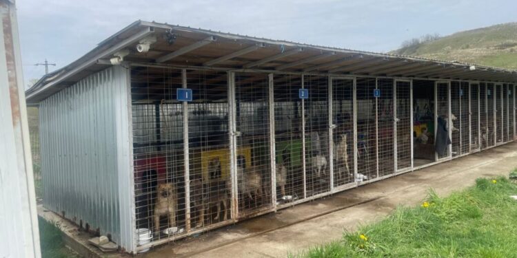 Adăpostul pentru cîinii fără stăpîn de la Siret a fost extins. Adăpostul este administrat de ONG-ul specializat „Arca Lui Oscar”, reprezentat de Astrid Haviar