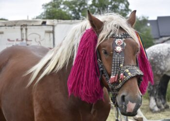 5.000 de spectatori au admirat 200 de cai, la cel mai mare tîrg de profil, cel din localitatea suceveană Marginea  (Foto)