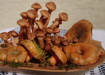 Administratorul pensiunii ”Mușatinii” Putna: Lumea se uită mult la prețuri. Oamenii vor mîncare tradițională. La mine în meniu găsiți un singur fel de paste și un singur fel de pizza. În rest avem numai mîncare tradițională