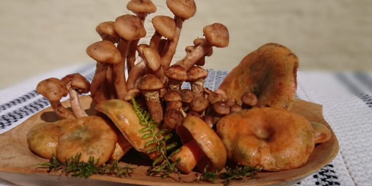 Administratorul pensiunii ”Mușatinii” Putna: Lumea se uită mult la prețuri. Oamenii vor mîncare tradițională. La mine în meniu găsiți un singur fel de paste și un singur fel de pizza. În rest avem numai mîncare tradițională