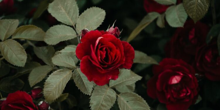 Cît de important este de fapt un serviciu de repatriere decedați din altă țară?