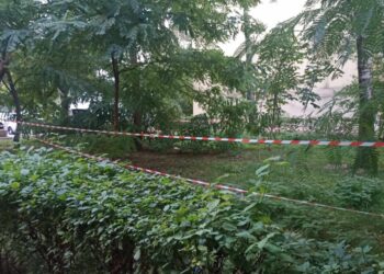 30 de copaci sănătoși vor fi tăiați fără milă. Campania de distrugere a municipiului Suceava continuă hotărît (Foto)