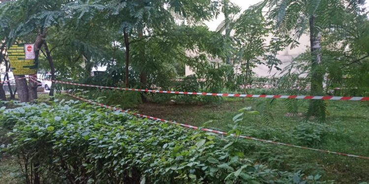 30 de copaci sănătoși vor fi tăiați fără milă. Campania de distrugere a municipiului Suceava continuă hotărît (Foto)