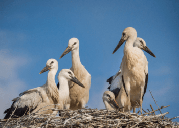 Cele mai multe cuiburi de berze din România sînt în județul Suceava. Pe primele două locuri în județ sînt localitățile Cornu Luncii și Arbore