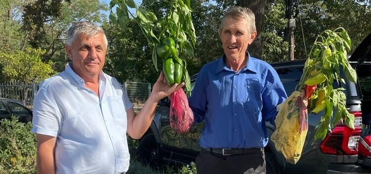 Ardei de 600 de grame bucata, produși în serele legumicultorului Vasile Mătrășoaie, de la Dumbrăveni. Semințele au fost primite de la doctorul inginer Costel Vînătoru, de la Buzău