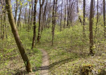 Studiul de fezabilitate pentru amenajarea Păduricii Zamca, finalizat. Parcul de agrement Zamca este împărțit în trei tipuri de zone: de agrement, culturală și zona de popas și hamace