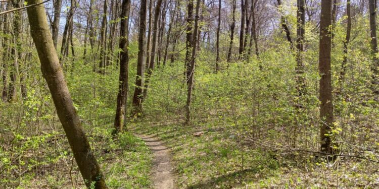 Studiul de fezabilitate pentru amenajarea Păduricii Zamca, finalizat. Parcul de agrement Zamca este împărțit în trei tipuri de zone: de agrement, culturală și zona de popas și hamace