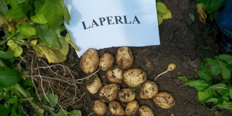 Soi de cartof nou, încercat la un solar din județul Suceava. Semințele ar urma să fie plantate în ianuarie-martie, iar recolta ar urma să iasă după 60 de zile