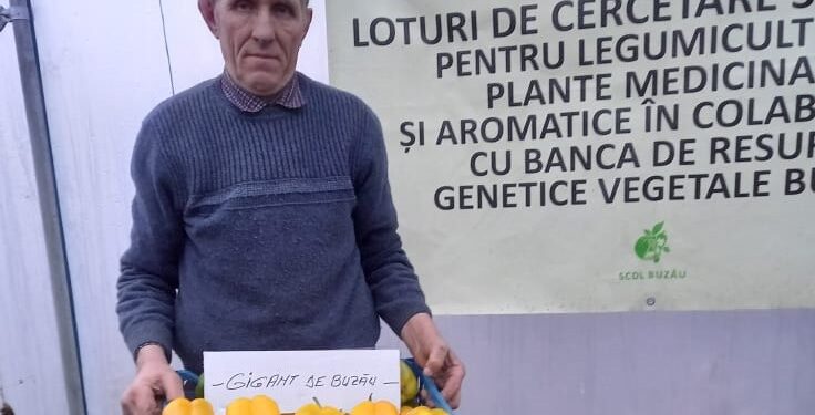 Ardei gras de 700 de grame bucata, pe cîmpurile și în solariile de la Dumbrăveni ale legumicultorului Vasile Mătrășoaie