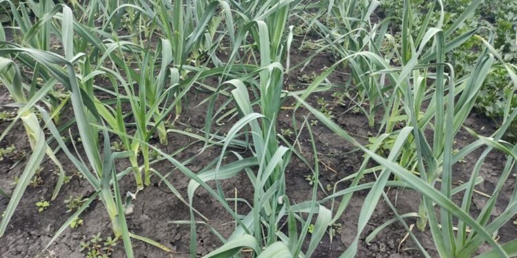 Salată, ceapă și usturoi de la solariile din Dumbrăveni, pe la jumătatea lunii martie