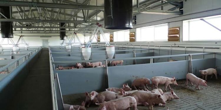 În luna aprilie se va deschide, dar numai parțial, noua fermă de porci de la Verești. În acest an se așteaptă ca numărul de porci de la fermele din județ să crească cu 100.000