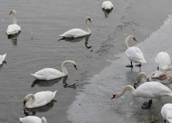 10 lebede moarte pe iazul de la Pocoleni-Rădășeni, din cauza gripei aviare. DSP atrage atenția că boala este transmisibilă la om
