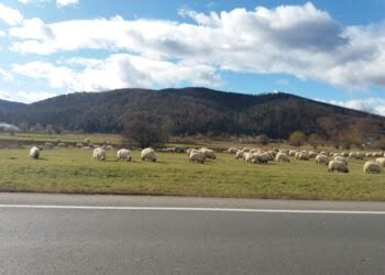 Cu 3 milioane de berbecuți exportați anul trecut, România este principalul exportator de ovine din Europa. Județul Suceava are doar 200.000 de capete de ovină