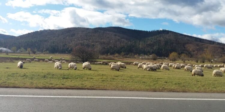 Cu 3 milioane de berbecuți exportați anul trecut, România este principalul exportator de ovine din Europa. Județul Suceava are doar 200.000 de capete de ovină