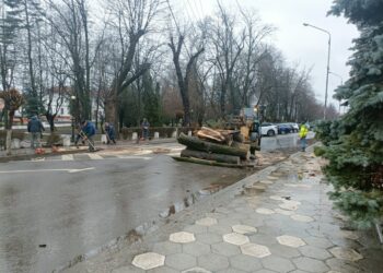 După ce un copac a căzut în fața Primăriei Rădăuți, primarul a cerut inventarierea tuturor copacilor care s-ar putea rupe, pentru a fi tăiați sau toaletați