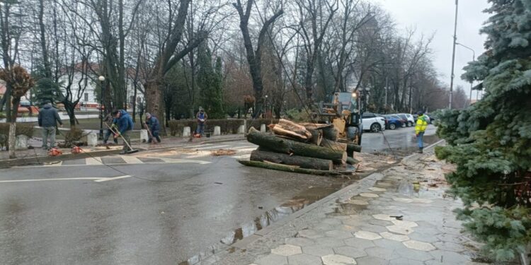 După ce un copac a căzut în fața Primăriei Rădăuți, primarul a cerut inventarierea tuturor copacilor care s-ar putea rupe, pentru a fi tăiați sau toaletați