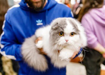 Peste 100 de pisici din 21 de rase, în weekend, la Iulius Mall Suceava, la WCF International Cat Show. Pisicile participante sînt din 8 țări