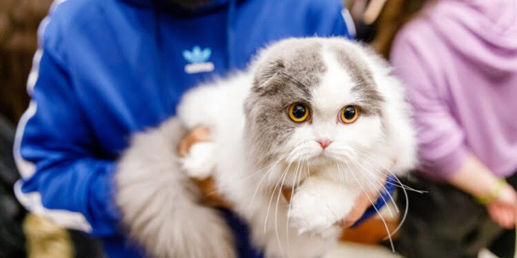 Peste 100 de pisici din 21 de rase, în weekend, la Iulius Mall Suceava, la WCF International Cat Show. Pisicile participante sînt din 8 țări