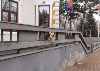 Tinerii suceveni care au performat în domeniul lor de activitate, invitați să se înscrie în PNL, pentru a fi trecuți pe lista pentru Consiliul Local la alegerile din 9 iunie