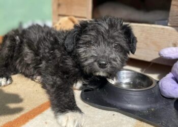 ”Casa lui Patrocle”, campanie de sterilizare a cîinilor și pisicilor, pe 15 mai, în cîteva cabinete veterinare din Suceava. La finele lunii iulie va avea loc o campanie de sterilizare maraton, care se va desfășura într-un singur loc din municipiu