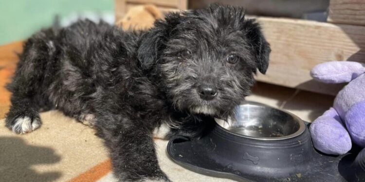 ”Casa lui Patrocle”, campanie de sterilizare a cîinilor și pisicilor, pe 15 mai, în cîteva cabinete veterinare din Suceava. La finele lunii iulie va avea loc o campanie de sterilizare maraton, care se va desfășura într-un singur loc din municipiu