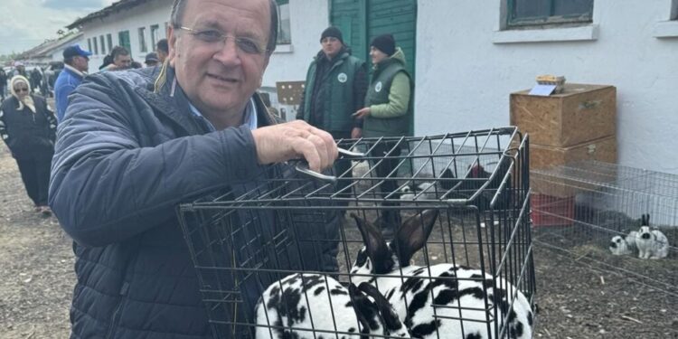 Pentru că vulpea i-a mîncat iepurii, Gheorghe Flutur și-a cumpărat o nouă pereche de iepuri. Acesta a anunțat că a luat măsuri împotriva vulpii: Am împrejmuit cu gard și sper să nu mă mai păcălească
