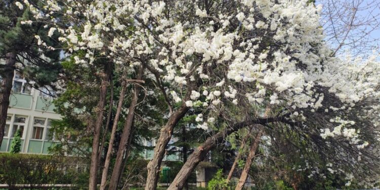 Școala Gimnazială nr. 3 sau Colegiul Național ”Petru Rareș” Suceava?