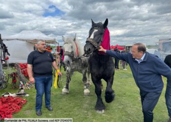 Gheorghe Flutur, la Tîrgul de Cai de la Solca: Eu cred că putem organiza parteneriate cu alte județe, evenimente care să aibă în centru calul de frumusețe, calul de muncă, calul de sport de aici, din Bucovina
