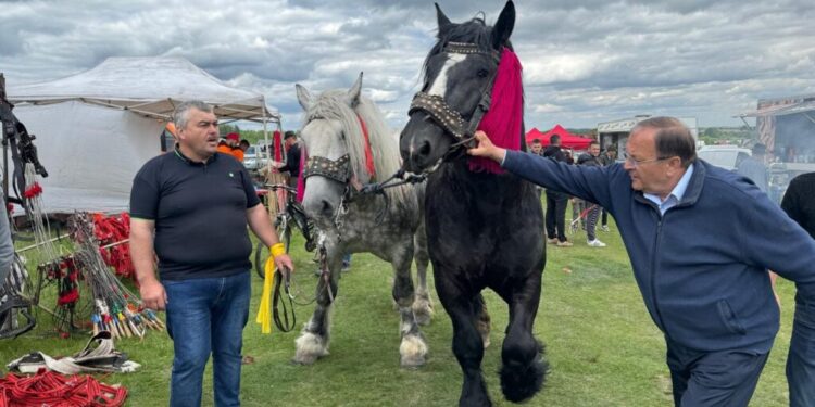 Gheorghe Flutur, la Tîrgul de Cai de la Solca: Eu cred că putem organiza parteneriate cu alte județe, evenimente care să aibă în centru calul de frumusețe, calul de muncă, calul de sport de aici, din Bucovina