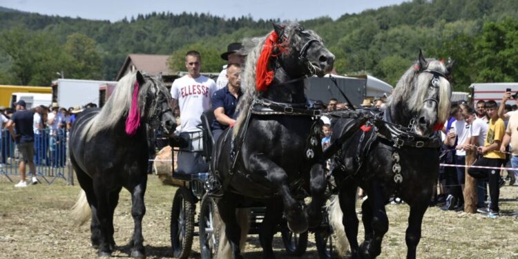 Sute de cai, la tîrgul de profil de la Marginea, cel mai mare din regiunea Moldova. Peste 60 dintre cai au participat la un concurs de frumusețe și de tracțiune