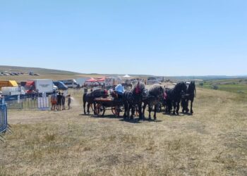 Peste 10.000 de oameni și foarte mulți cai din toată țara, la cea de-a X-a ediție a Tîrgului de Cai ”La Ghiață”, de la Trei Movile. Petrea Ghiață: Bucovina deține supremația la nivel de țară cu cei mai frumoși cai. Poate nu-s cei mai frumoși cai, dar sînt cei mai bine îngrijiți