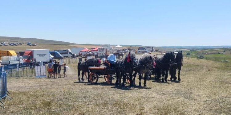 Peste 10.000 de oameni și foarte mulți cai din toată țara, la cea de-a X-a ediție a Tîrgului de Cai ”La Ghiață”, de la Trei Movile. Petrea Ghiață: Bucovina deține supremația la nivel de țară cu cei mai frumoși cai. Poate nu-s cei mai frumoși cai, dar sînt cei mai bine îngrijiți